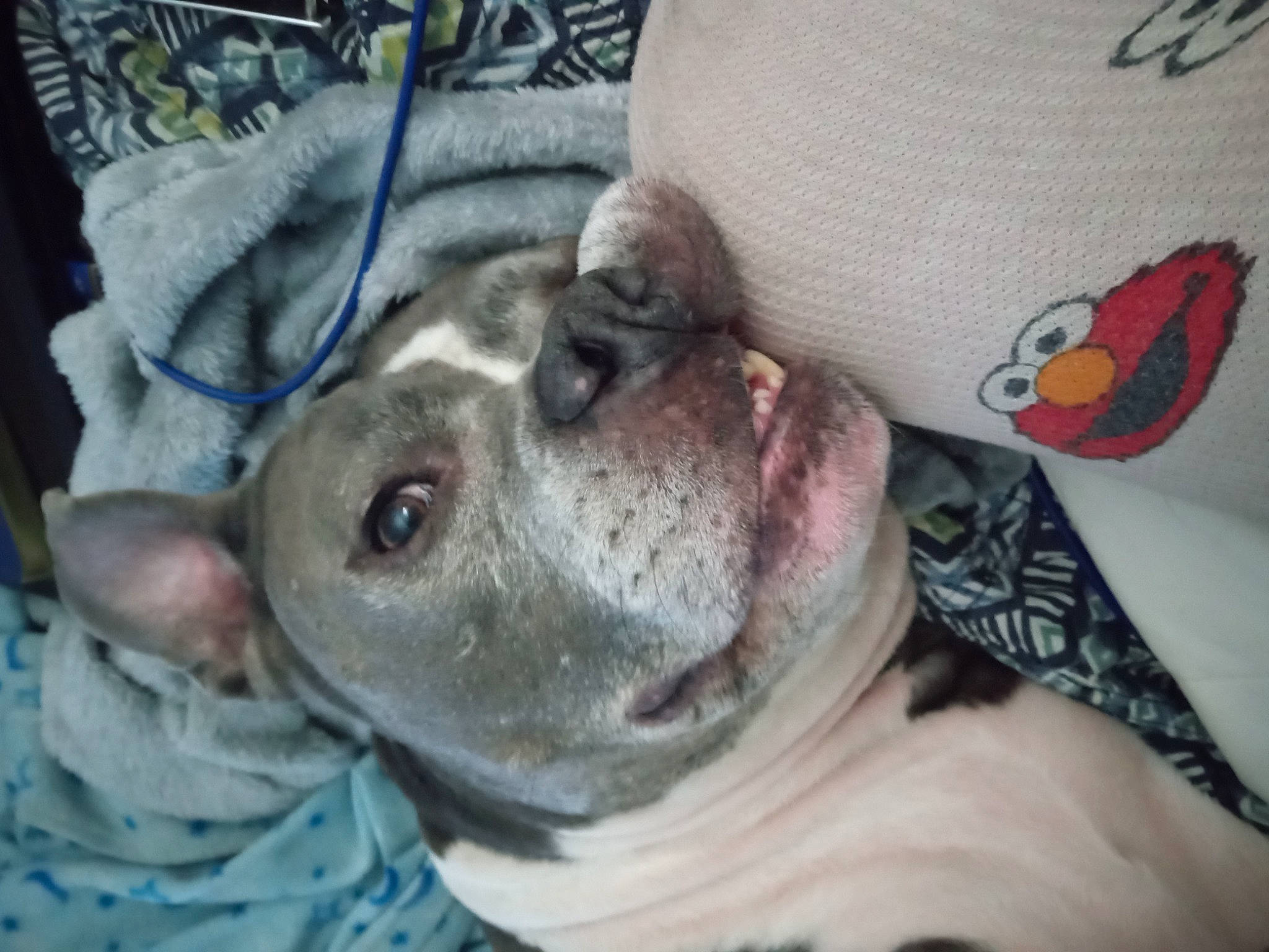 Babyblu joined the competition — help win amazing prizes! canidae, carnivore, comfort, companion_dog, dog, dog_breed, fur, grey, non_sporting_group, sporting_group, terrestrial_animal, toy_dog, whiskers, working_animal