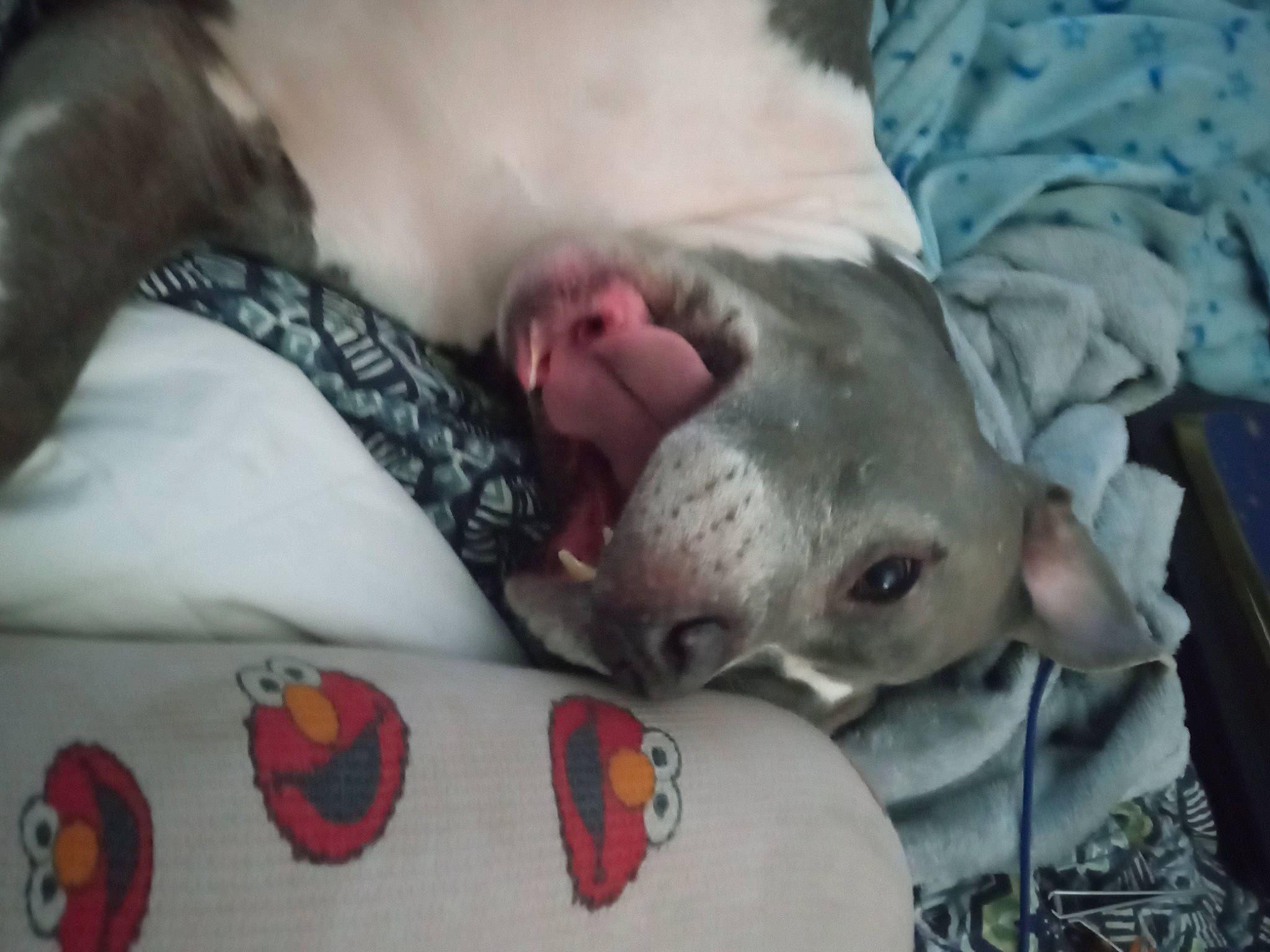 Babyblu joined the competition — help win amazing prizes! ball, canidae, carnivore, child, comfort, companion_dog, dog, dog_breed, fawn, felidae, fur, grey, linens, nail, small_to_medium_sized_cats, snout, sporting_group, textile, tree, whiskers