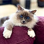 cat, blue_eyes, fluffy, indoor, cushion, maroon, relaxed, pet, feline, soft_fur, close_up, portrait, animal, cute, whiskers, paws, domestic_cat, comfortable, resting, curious