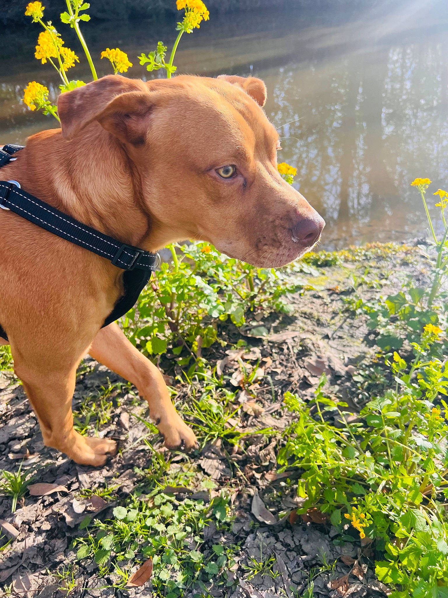 Apollo joined the competition — help win amazing prizes! carnivore, collar, companion_dog, dog, dog_breed, dog_collar, fawn, grass, groundcover, guard_dog, landscape, leash, liver, people_in_nature, pet_supply, plant, soil, sporting_group, water, working_animal