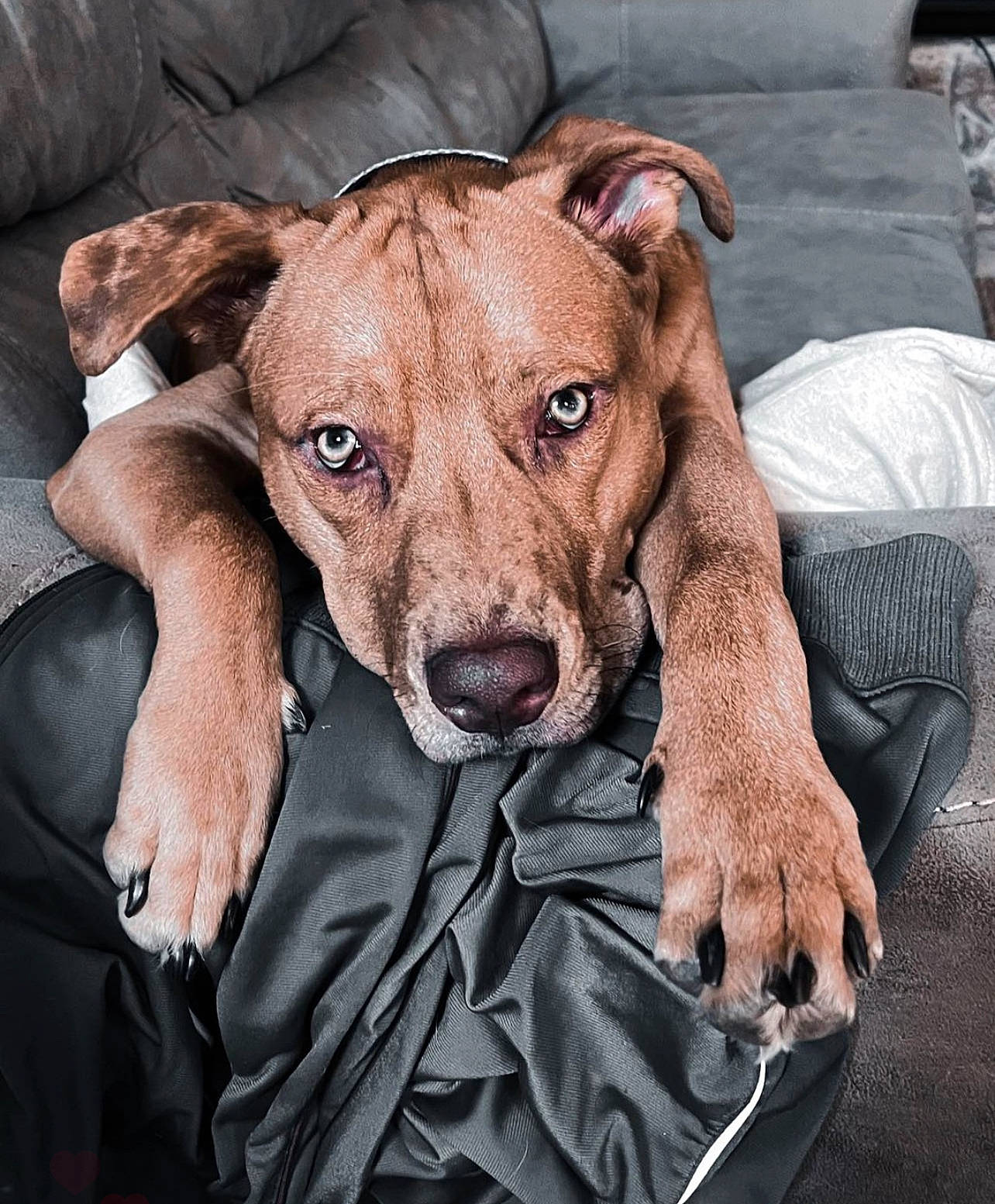 Apollo is registered to the contest to win money with this photo: canidae, carnivore, collar, comfort, companion_dog, dog, dog_breed, dog_collar, dog_supply, fawn, fur, hunting_dog, liver, pet_supply, snout, sporting_group, whiskers, working_animal