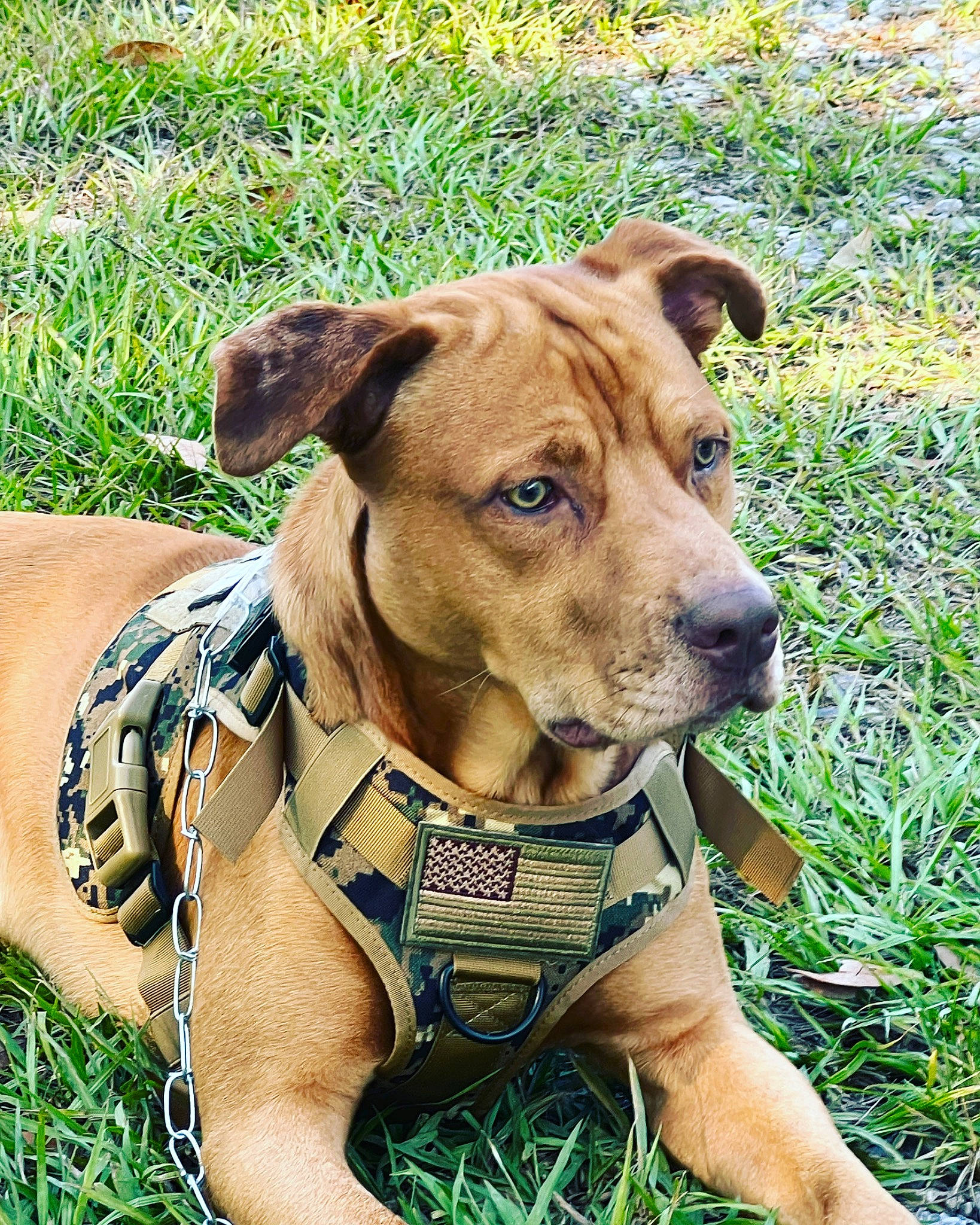 Apollo is registered to the contest to win money with this photo: canidae, carnivore, collar, companion_dog, dog, dog_breed, dog_clothes, dog_collar, dog_supply, fawn, grass, grassland, leash, liver, pet_supply, plant, terrestrial_animal, whiskers, working_animal, working_dog