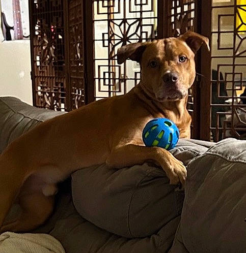 Apollo joined the competition — help win amazing prizes! canidae, carnivore, chest, comfort, companion_dog, couch, dog, dog_breed, dog_supply, electric_blue, fawn, glass, pet_supply, room, snout, sporting_group, toy, whiskers, working_animal, wrist