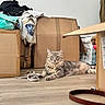 Ayko a rejoint le concours — aidez-le/la à gagner de superbes lots ! cat, tabby, gray_cat, cardboard_box, floor, clothes, indoor, pet, curious, relaxed, furniture, messy, domestic, animal, whiskers, ears, eyes, laying_down, home, light