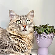 Ayko participe au concours pour gagner de l'argent avec cette photo : cat, tabby_cat, green_eyes, fluffy, succulent, flowerpot, face_shaped_pot, plant, indoor, curious, pet, feline, closeup, table, decor, gray_fur, whiskers, ears, portrait, houseplant