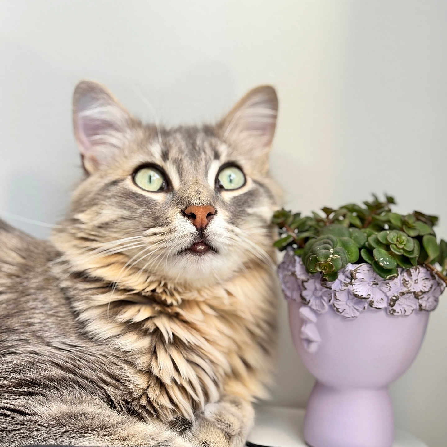 Ayko participe au concours pour gagner de l'argent avec cette photo : cat, tabby_cat, green_eyes, fluffy, succulent, flowerpot, face_shaped_pot, plant, indoor, curious, pet, feline, closeup, table, decor, gray_fur, whiskers, ears, portrait, houseplant