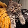 animal, cat, closeup, cozy, curious, cute, domestic_cat, feline, fluffy, gray_cat, indoor, kitten, orange_blanket, paws, pet, portrait, resting, sleepy, soft, young_cat