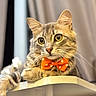 Ayko a rejoint le concours — aidez-le/la à gagner de superbes lots ! cat, bow_tie, orange, polka_dot, table, feline, pet, curious, indoor, portrait, soft_background, relaxed, whiskers, ears, cute, animal, mammal, domestic, tabby, resting