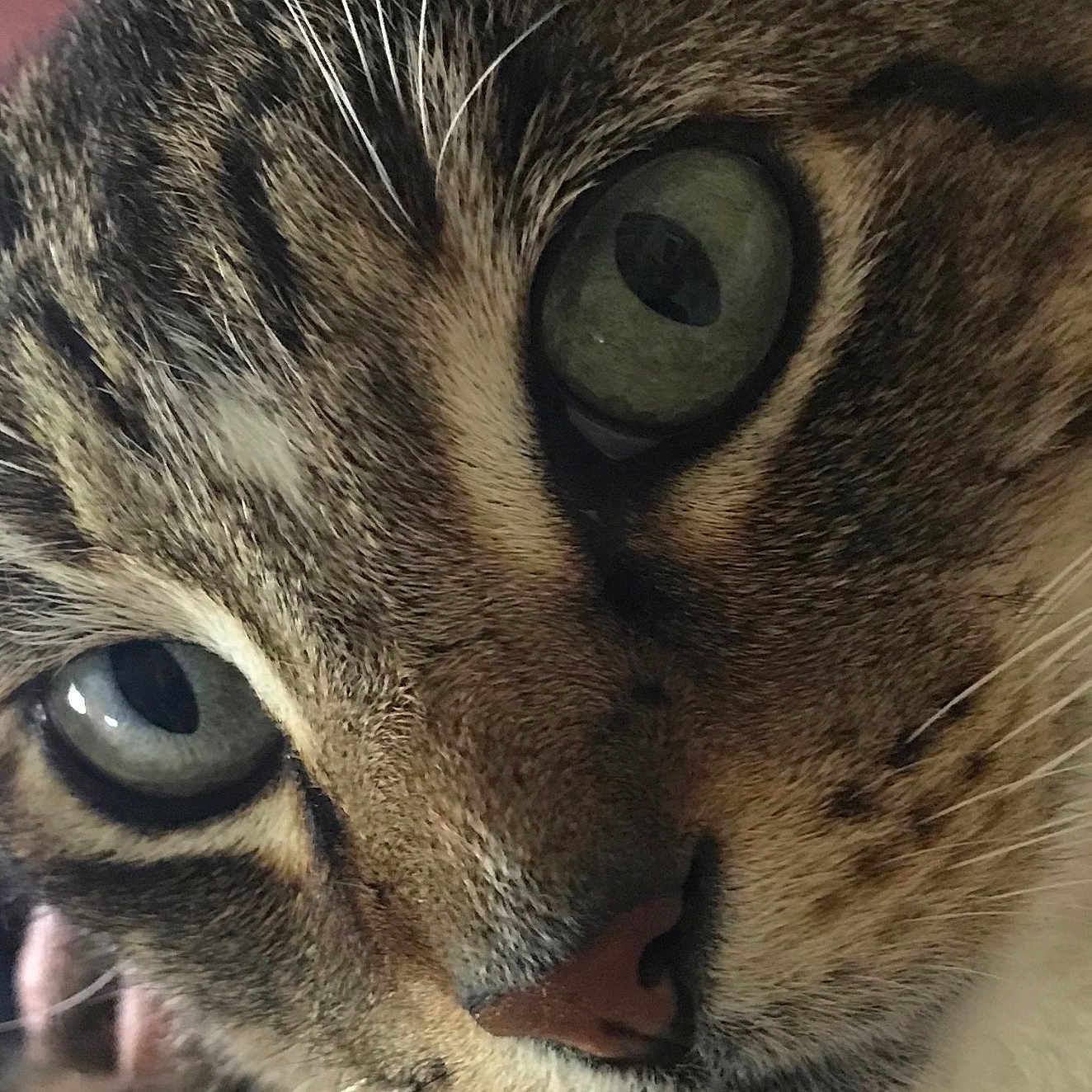 Lero