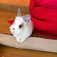 Yoshi a rejoint le concours — aidez-le/la à gagner de superbes lots !