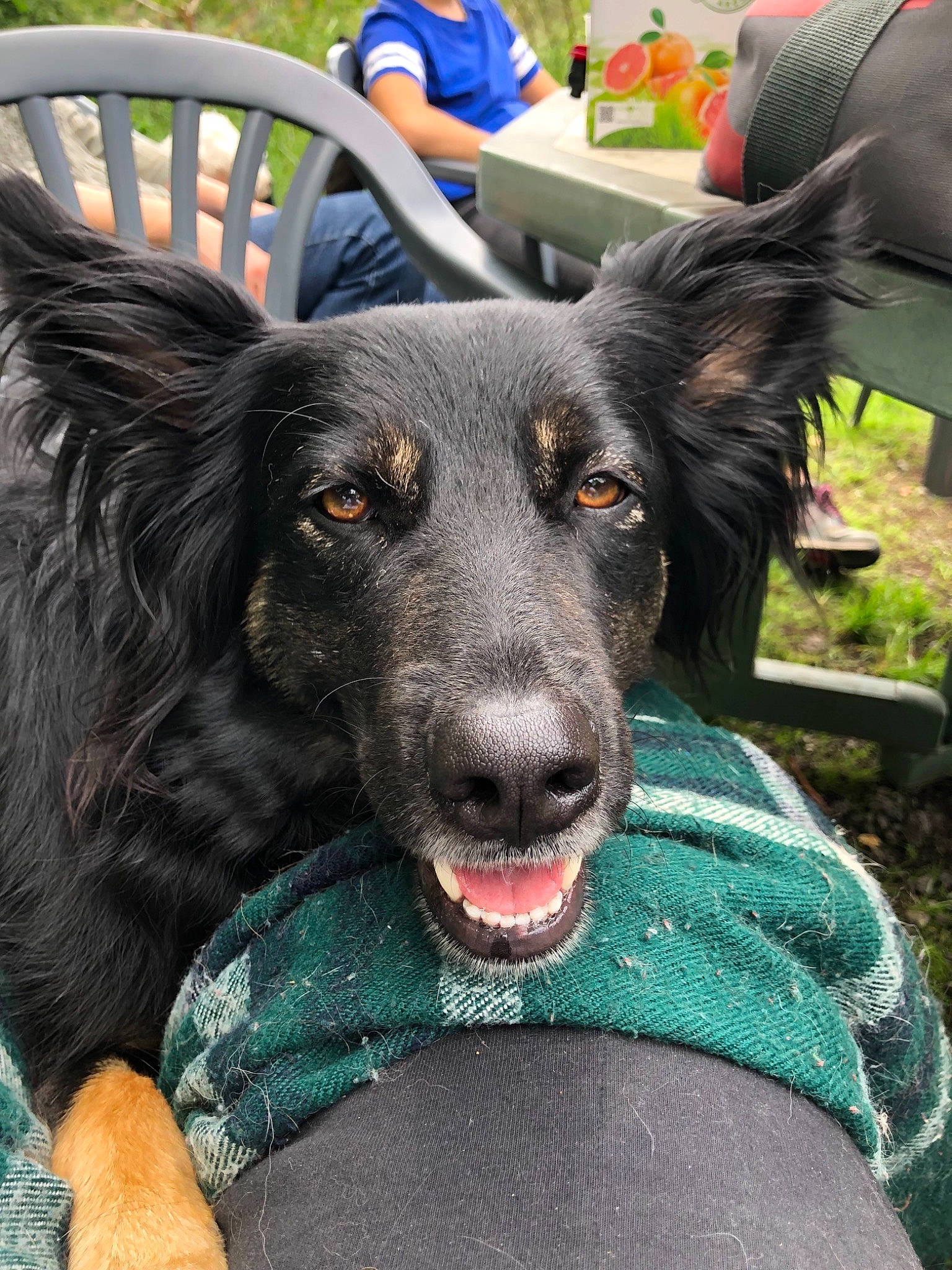 Louna participe au concours pour gagner de l'argent avec cette photo : bohemian_shepherd, canidae, carnivore, dog, dog_breed, mammal, rare_breed_dog, snout, sporting_group, vertebrate