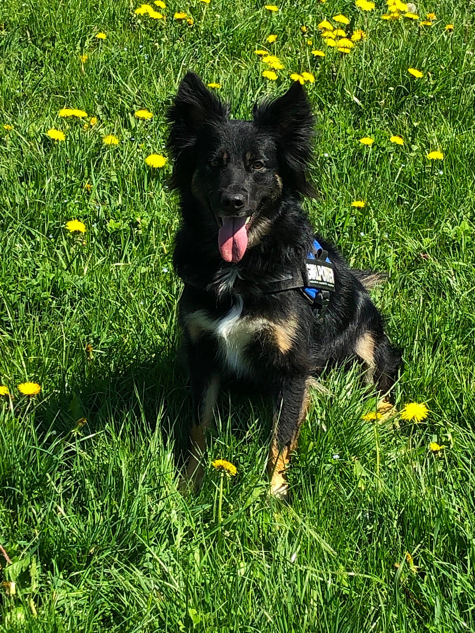 Louna a rejoint le concours — aidez-le/la à gagner de superbes lots ! bohemian_shepherd, canidae, carnivore, companion_dog, croatian_sheepdog, dog, dog_breed, flower, grass, green, herding_dog, mammal, mudi, plant, rare_breed_dog, sporting_group, vertebrate, wildflower