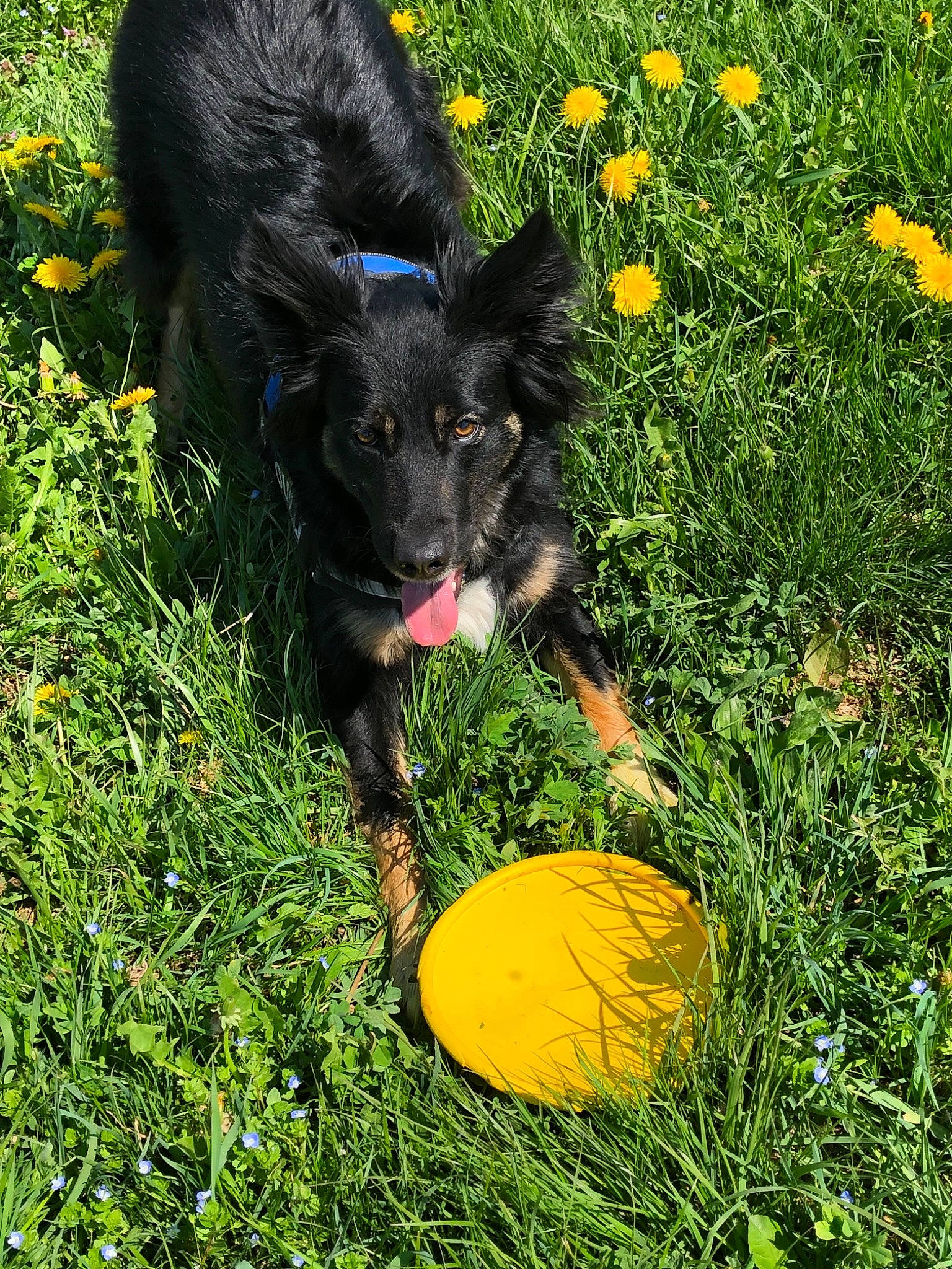 Louna participe au concours pour gagner de l'argent avec cette photo : ball, bohemian_shepherd, canidae, carnivore, dog, dog_breed, grass, mammal, plant, puppy, sporting_group, vertebrate
