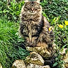 cat, fluffy_cat, rocks, greenery, plants, yellow_flowers, outdoor, nature, animal, feline, sitting, fur, wildlife, grass, leafy, pet, mammal, portrait, alert, scenery