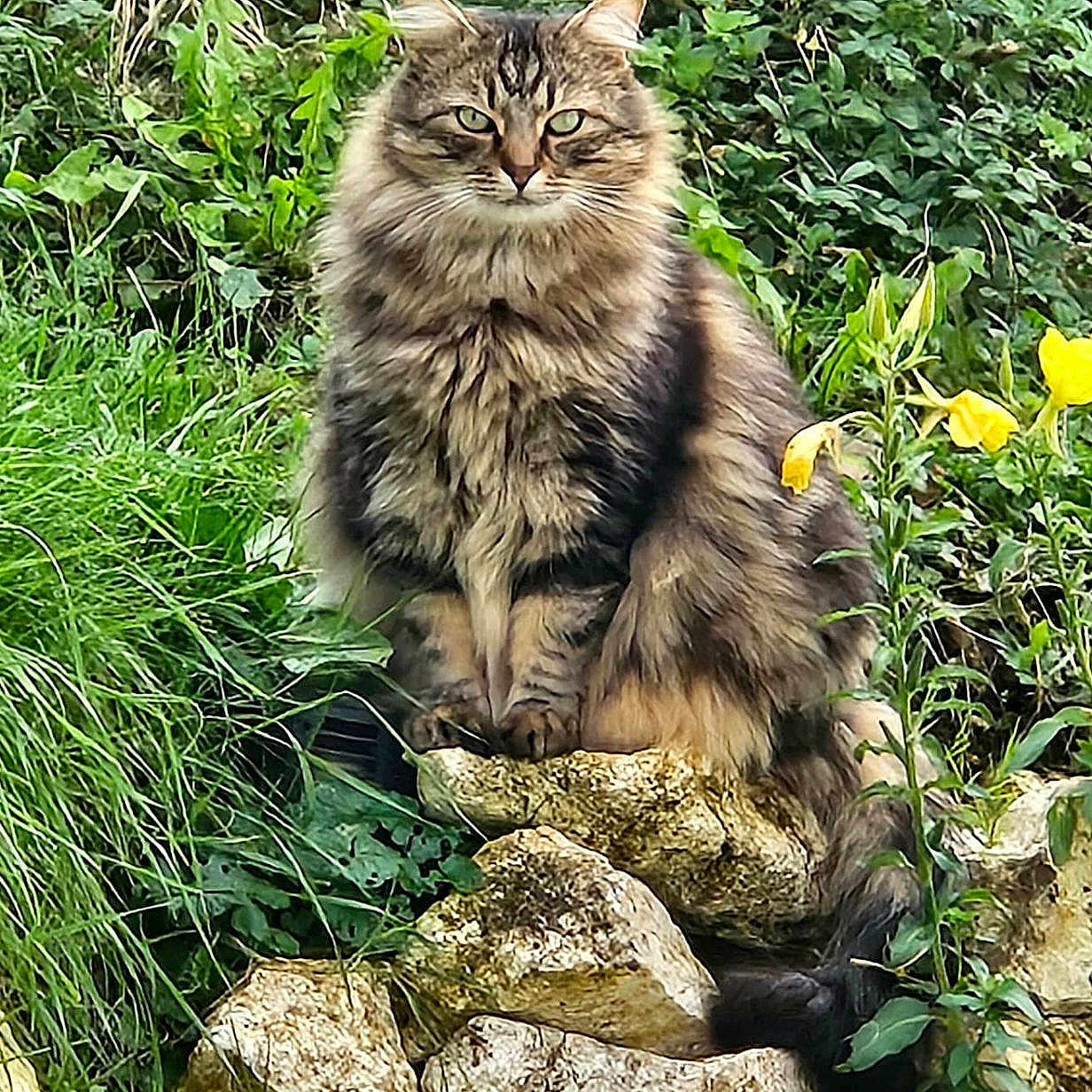Prince a rejoint le concours — aidez-le/la à gagner de superbes lots ! cat, fluffy_cat, rocks, greenery, plants, yellow_flowers, outdoor, nature, animal, feline, sitting, fur, wildlife, grass, leafy, pet, mammal, portrait, alert, scenery