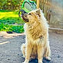 Oslo participe au concours pour gagner de l'argent avec cette photo : dog, fluffy, sitting, outdoor, garden, sunlight, dirt, fence, greenery, pet, animal, canine, brown_fur, nature, daylight, looking_up, quiet, peaceful, portrait, cute