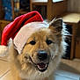 Oslo a rejoint le concours — aidez-le/la à gagner de superbes lots ! dog, santa_hat, smiling, indoor, fluffy, pet, animal, holiday, christmas, canine, fur, ears, nose, teeth, tongue, wooden_furniture, tile_floor, happy, portrait, closeup