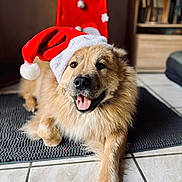 Oslo participe au concours pour gagner de l'argent avec cette photo : dog, santa_hat, holiday, indoor, pet, tongue_out, furry, mat, floor_tiles, smiling, cute, cozy, brown_fur, portrait, relaxed, christmas, festive, domestic_animal, animal, house