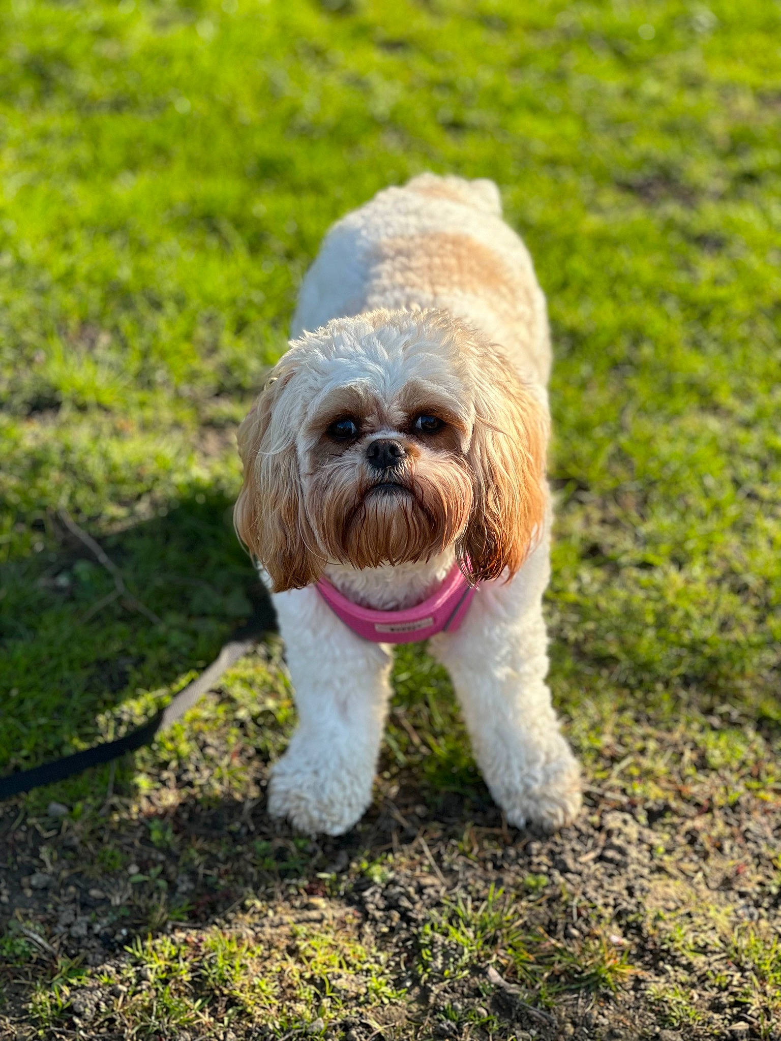 Beaux joined the competition — help win amazing prizes! canidae, carnivore, companion_dog, dog, dog_breed, dog_collar, fawn, fur, grass, liver, plant, small_terrier, snout, soil, sporting_group, terrestrial_animal, terrier, toy_dog, wood, working_animal