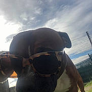 Thao a rejoint le concours — aidez-le/la à gagner de superbes lots ! dog, sunglasses, outdoor, pet, animal, sky, cloudy, grass, fence, sunlight, closeup, brown, white, snout, cool, canine, portrait, accessory, playful, summer