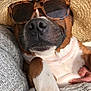 Thao participe au concours pour gagner de l'argent avec cette photo : dog, sunglasses, hat, paw, close_up, brown_and_white, cozy, knitted_blanket, relaxed, pet, napping, fashion, accessory, summer, portrait, cute, companion, domestic_animal, resting, indoor