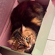 Jouna participe au concours pour gagner de l'argent avec cette photo : cat, tabby, box, feline, curious, fur, whiskers, indoor, pet, cozy, animal, cute, looking_up, cardboard, resting, floor, tabby_cat, domestic_cat, closeup, relaxed