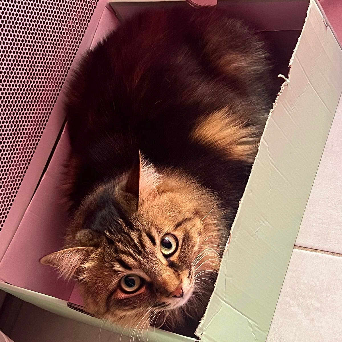 Jouna participe au concours pour gagner de l'argent avec cette photo : animal, box, cardboard, cat, closeup, cozy, curious, cute, domestic_cat, feline, floor, fur, indoor, looking_up, pet, relaxed, resting, tabby, tabby_cat, whiskers