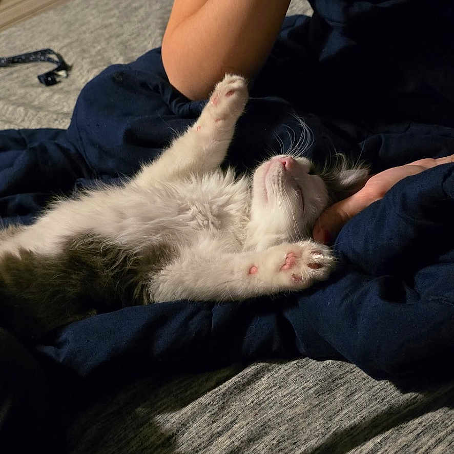 Taz is registered to the contest to win money with this photo: adult, animal, bed, bedroom, blanket, cat, couch, face, female, furniture, head, indoors, kitten, person, pet, photography, portrait, room, sleeping, woman