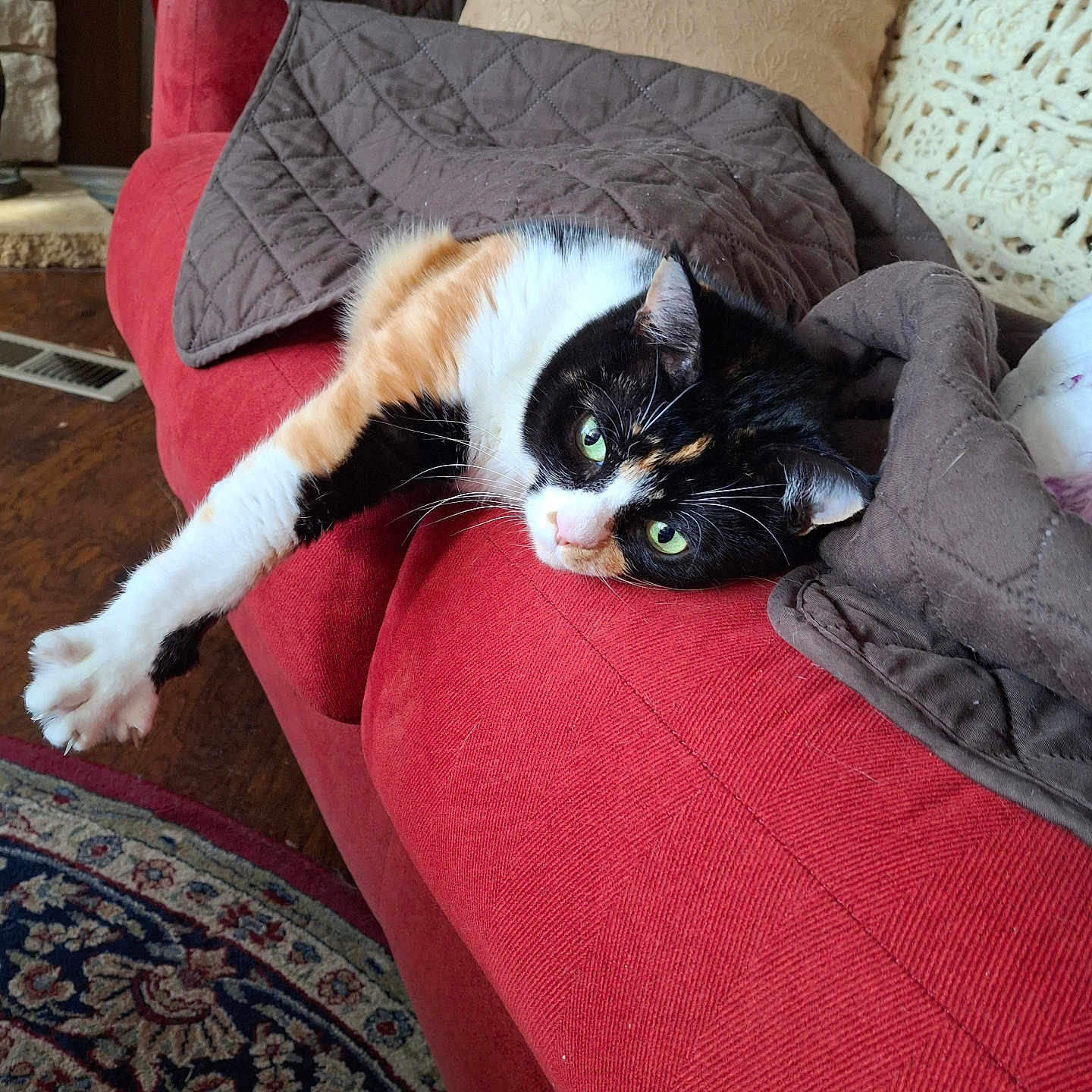 Mirical is registered to the contest to win money with this photo: animal, architecture, armchair, building, cat, chair, couch, cushion, furniture, homedecor, indoors, interiordesign, kitten, linen, livingroom, manx, person, pet, pillow, room
