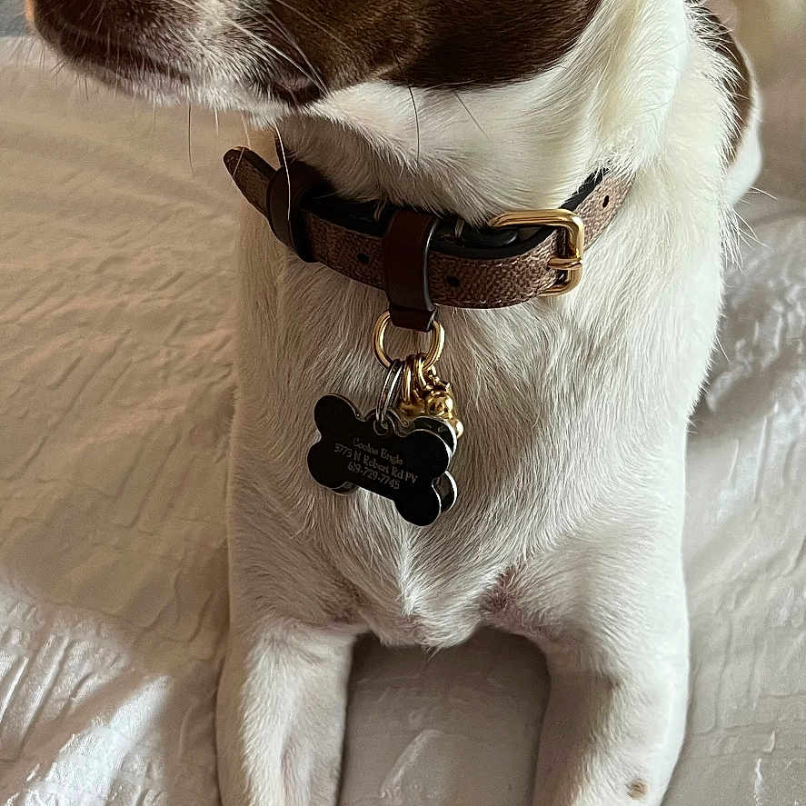 Cookie joined the competition — help win amazing prizes! alert, animal, bed, brown_and_white, canine, closeup, collar, cute, dog, domestic_animal, ears, fur, indoor, paw, pet, portrait, resting, snout, tag, white_bedspread