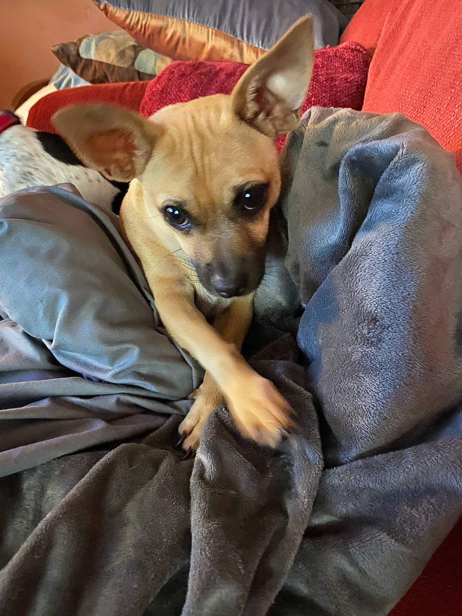 Vinny is registered to the contest to win money with this photo: bed, canidae, carnivore, comfort, companion_dog, dog, dog_breed, dog_supply, ear, fawn, fur, non_sporting_group, puppy, russkiy_toy, sporting_group, toy_dog, whiskers