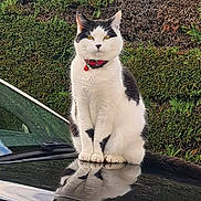 Nounouch participe au concours pour gagner de l'argent avec cette photo : alert, animal, black_and_white, car, cat, collar, daylight, fur, garden, hedge, hood, outdoor, pet, portrait, red_collar, reflection, sitting, tuxedo_cat, vertical_photo, whiskers