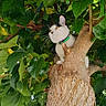 Nounouch participe au concours pour gagner de l'argent avec cette photo : adventure, animal, cat, climbing, collar, daylight, foliage, garden, greenery, leaves, nature, outdoor, perched, pet, portrait, tree, trunk, vertical_photo, white_and_black, wildlife