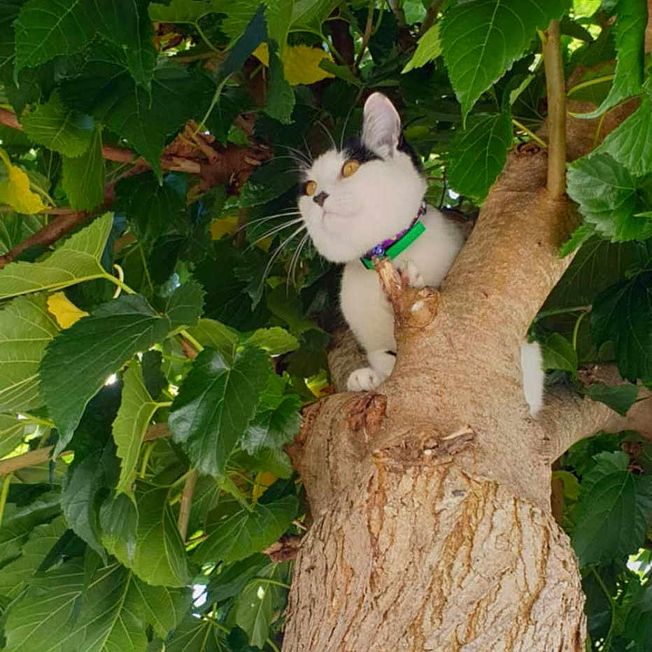 Nounouch participe au concours pour gagner de l'argent avec cette photo : adventure, animal, cat, climbing, collar, daylight, foliage, garden, greenery, leaves, nature, outdoor, perched, pet, portrait, tree, trunk, vertical_photo, white_and_black, wildlife