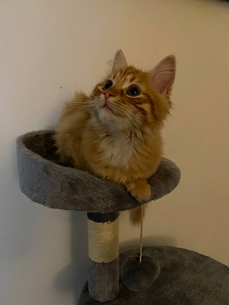 Luffy participe au concours pour gagner de l'argent avec cette photo : art, british_longhair, carnivore, cat, domestic_short_haired_cat, fawn, felidae, flooring, flowerpot, fur, paw, small_to_medium_sized_cats, snout, tail, whiskers, window, wood