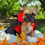 Samson joined the competition — help win amazing prizes! animal, autumn_leaves, blanket, canine, cape, costume, cute, daylight, dog, fall, french_bulldog, fur, garden, grass, leaf, nature, outdoor, pet, portrait, tree