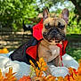 animal, autumn_leaves, blanket, canine, cape, costume, cute, daylight, dog, fall, french_bulldog, fur, garden, grass, leaf, nature, outdoor, pet, portrait, tree