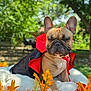 Samson joined the competition — help win amazing prizes! animal, autumn_leaves, blanket, canine, cape, costume, cute, dog, fall, french_bulldog, grass, leaf, nature, outdoor, pet, portrait, sitting, sunlight, tree, vampire