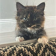 Cookie joined the competition — help win amazing prizes! kitten, cat, tortoiseshell, blue_eyes, fur, whiskers, curious, carpet, texture, indoor, floor, pet, cute, young, animal, feline, paws, closeup, playful, domestic