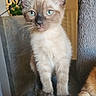 Bouille Bouille a rejoint le concours — aidez-le/la à gagner de superbes lots ! kitten, cat, siamese, blue_eyes, cat_tree, paw, orange_cat, indoor, furniture, curious, pet, animal, soft_texture, whiskers, ears, young, cute, domestic, feline, standing