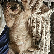 Bouille Bouille a rejoint le concours — aidez-le/la à gagner de superbes lots ! kitten, cat, sleeping, paw, furry, cute, blanket, couch, cozy, relaxed, pet, animal, indoor, fur, resting, mammal, stretch, pink_paw, soft, nap