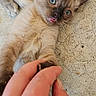 Bouille Bouille a rejoint le concours — aidez-le/la à gagner de superbes lots ! kitten, cat, paw, human_hand, blue_eyes, tongue_out, lying_down, close_up, pet, cute, feline, animal, playful, texture, floor, domestic_animal, touch, interaction, young, whiskers