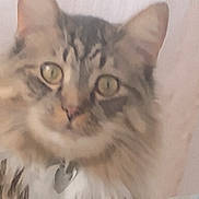 Phoenix joined the competition — help win amazing prizes! cat, tabby, fluffy, close_up, pet, collar, heart_tag, feline, whiskers, ears, eyes, fur, animal, domestic, indoor, curious, face, portrait, cute, soft_focus