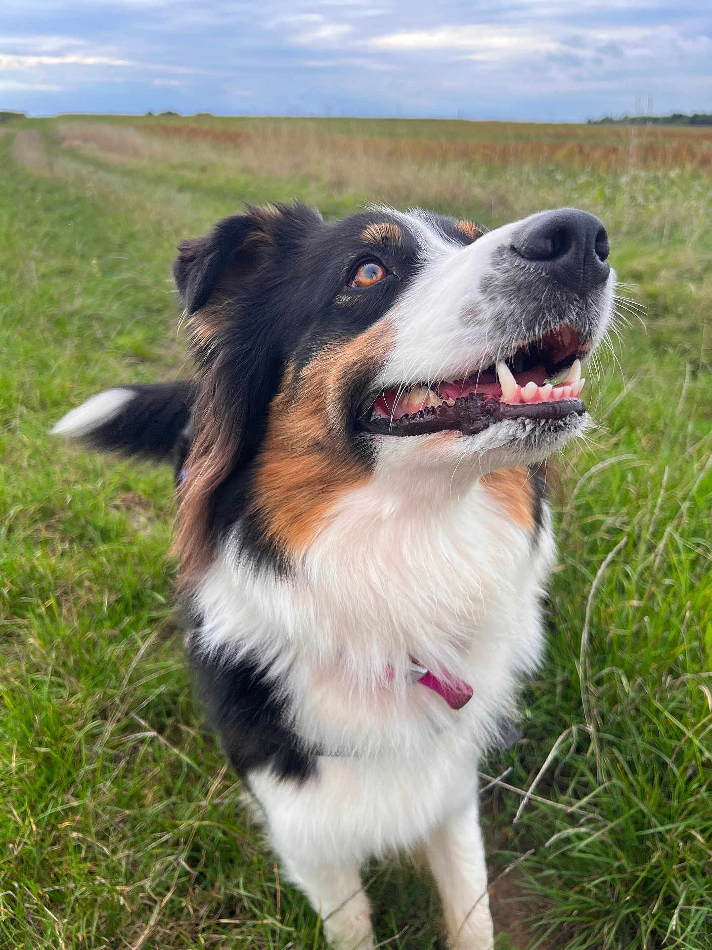 June a rejoint le concours — aidez-le/la à gagner de superbes lots ! dog, tricolor, outdoor, grass, field, smiling, happy, fluffy, canine, nature, pet, animal, ears, nose, teeth, collar, tail, sky, cloudy, fur