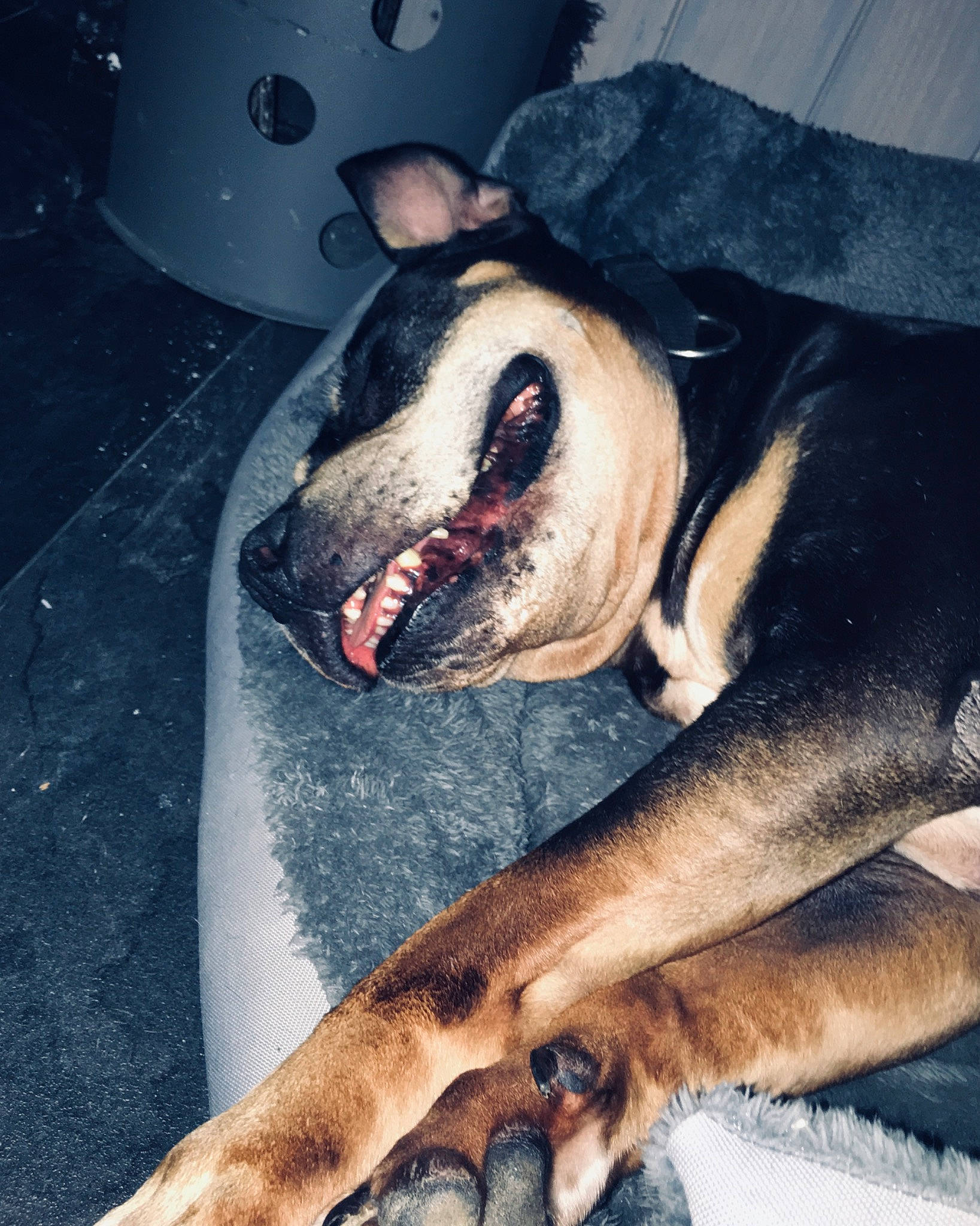 Déesse participe au concours pour gagner de l'argent avec cette photo : bull_terrier, canidae, carnivore, dog, dog_breed, fawn, jaw, non_sporting_group, nose, organ, snout, street_dog, tooth