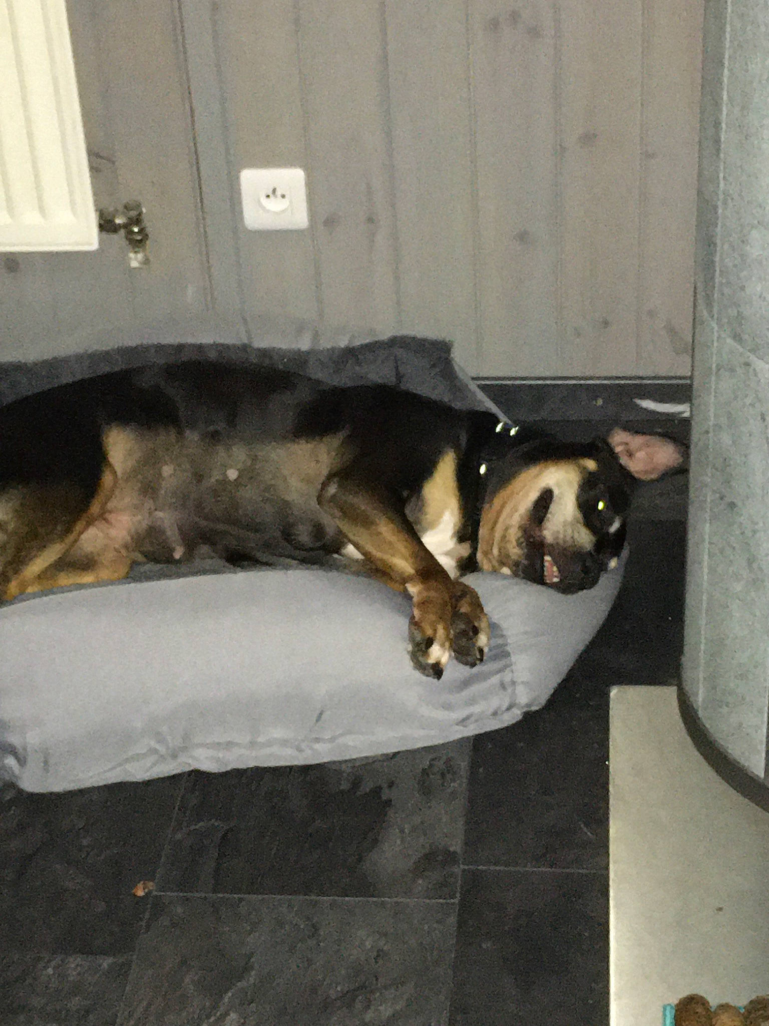 Déesse a rejoint le concours — aidez-le/la à gagner de superbes lots ! canidae, carnivore, dog, dog_breed, snout, street_dog, tail