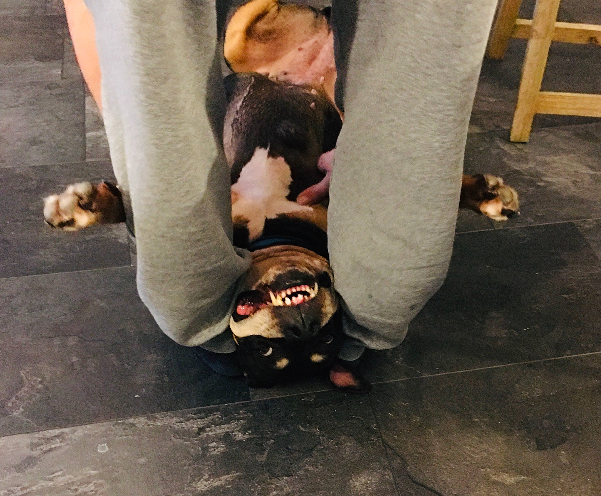 Déesse a rejoint le concours — aidez-le/la à gagner de superbes lots ! canidae, companion_dog, dog, dog_breed, fawn, floor, foot, leg, non_sporting_group, snout, sporting_group