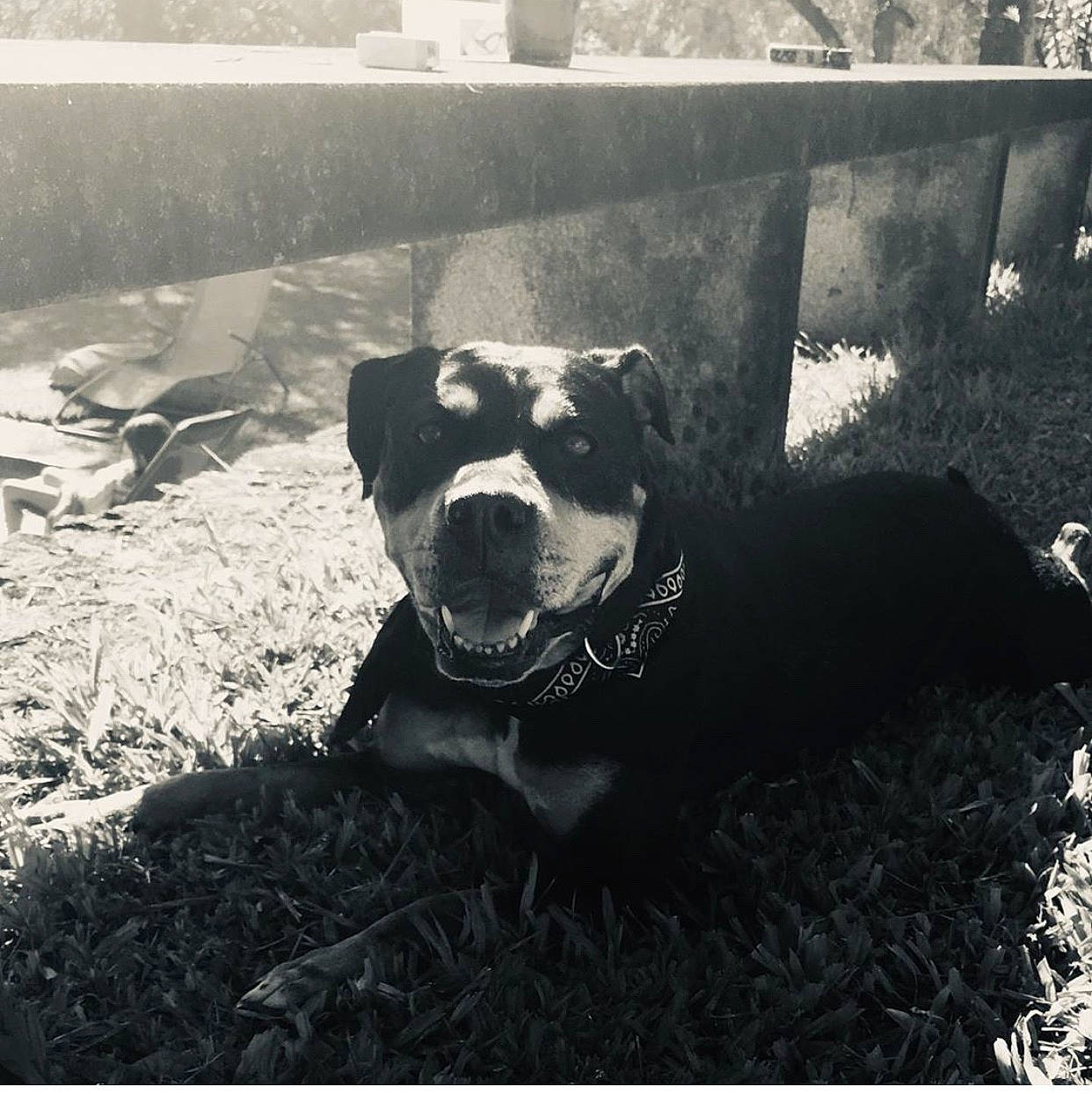 Déesse a rejoint le concours — aidez-le/la à gagner de superbes lots ! american_pit_bull_terrier, american_staffordshire_terrier, black_and_white, canidae, carnivore, dog, dog_breed, fawn, non_sporting_group, pit_bull, sky, snout, sporting_group, staffordshire_bull_terrier