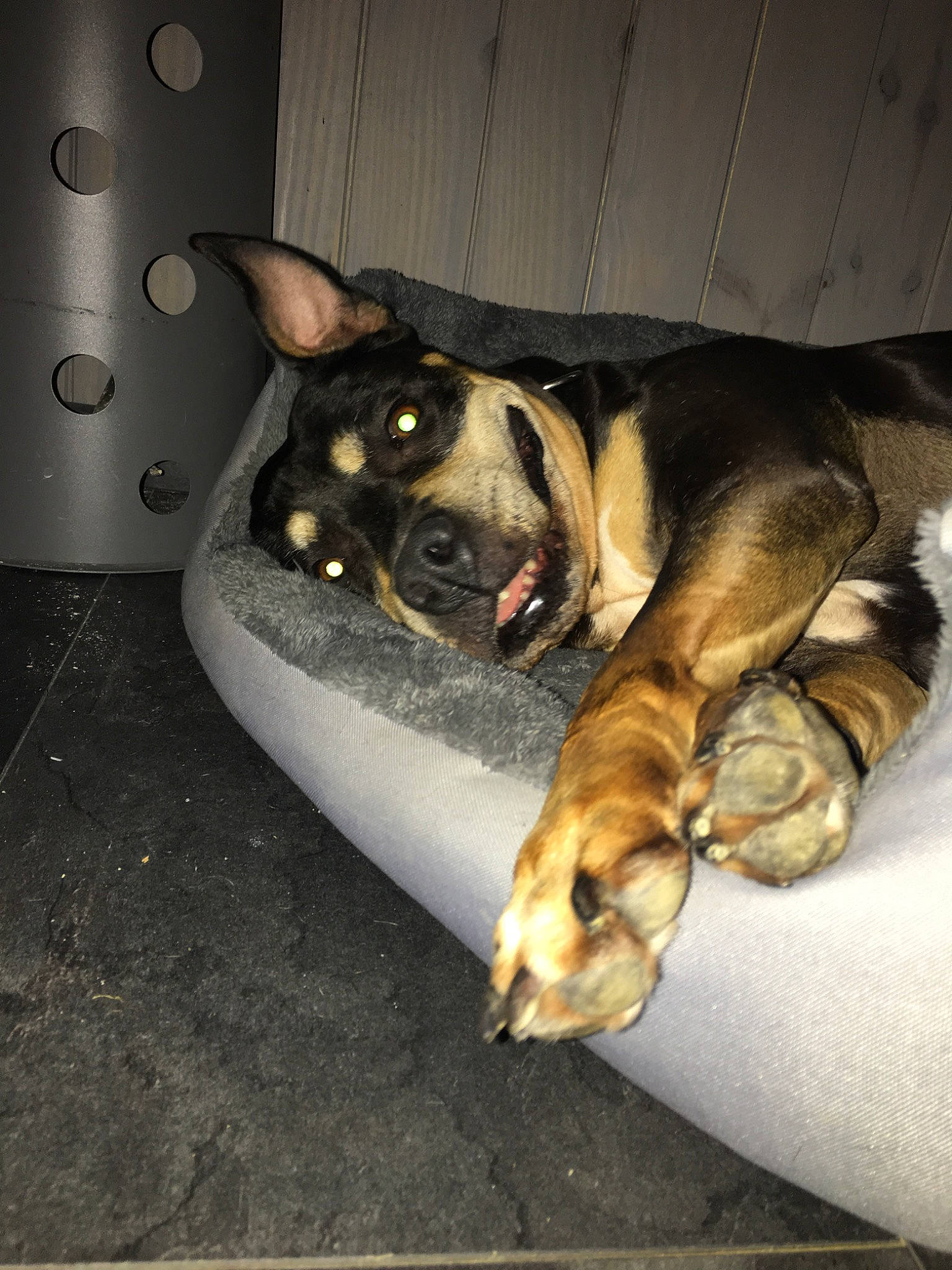 Déesse participe au concours pour gagner de l'argent avec cette photo : canidae, carnivore, dog, dog_breed, fawn, guard_dog, non_sporting_group, paw, police_dog, snout, sporting_group, street_dog