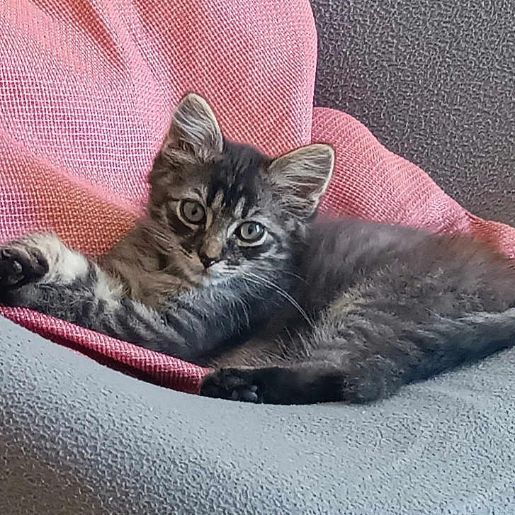 Merlin a rejoint le concours — aidez-le/la à gagner de superbes lots ! abyssinian, animal, armchair, blanket, cat, chair, couch, cushion, furniture, homedecor, kitten, manx, person, pet, quilt, siamese, sleeping